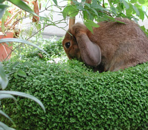 alberts inline shop Hasenhausen