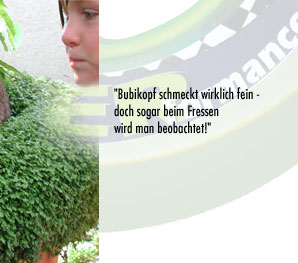 alberts inline shop Hasenhausen