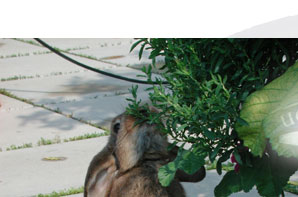 alberts inline shop Hasenhausen