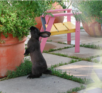 alberts inline shop Hasenhausen