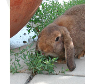 alberts inline shop Hasenhausen