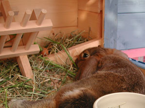 alberts inline shop Hasenhausen