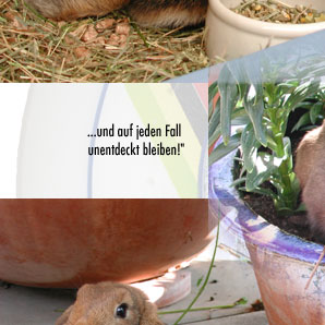 alberts inline shop Hasenhausen