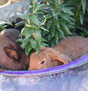 alberts inline shop Hasenhausen