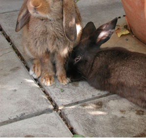 alberts inline shop Hasenhausen