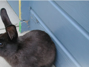 alberts inline shop Hasenhausen