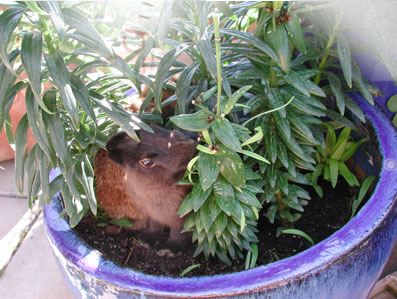 alberts inline shop Hasenhausen