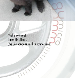 alberts inline shop Hasenhausen