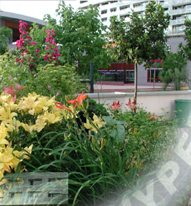 alberts inline shop Terrasse