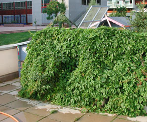 alberts inline shop Terrasse